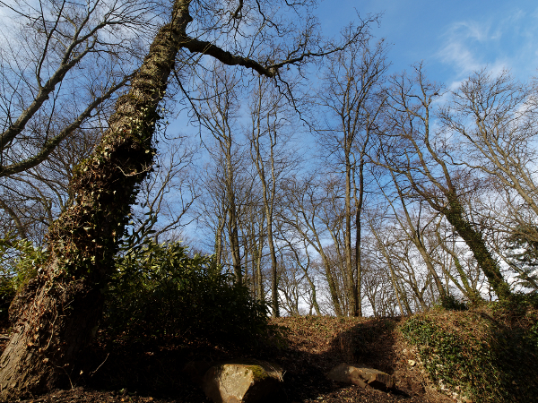 Arbres et rochers.jpg